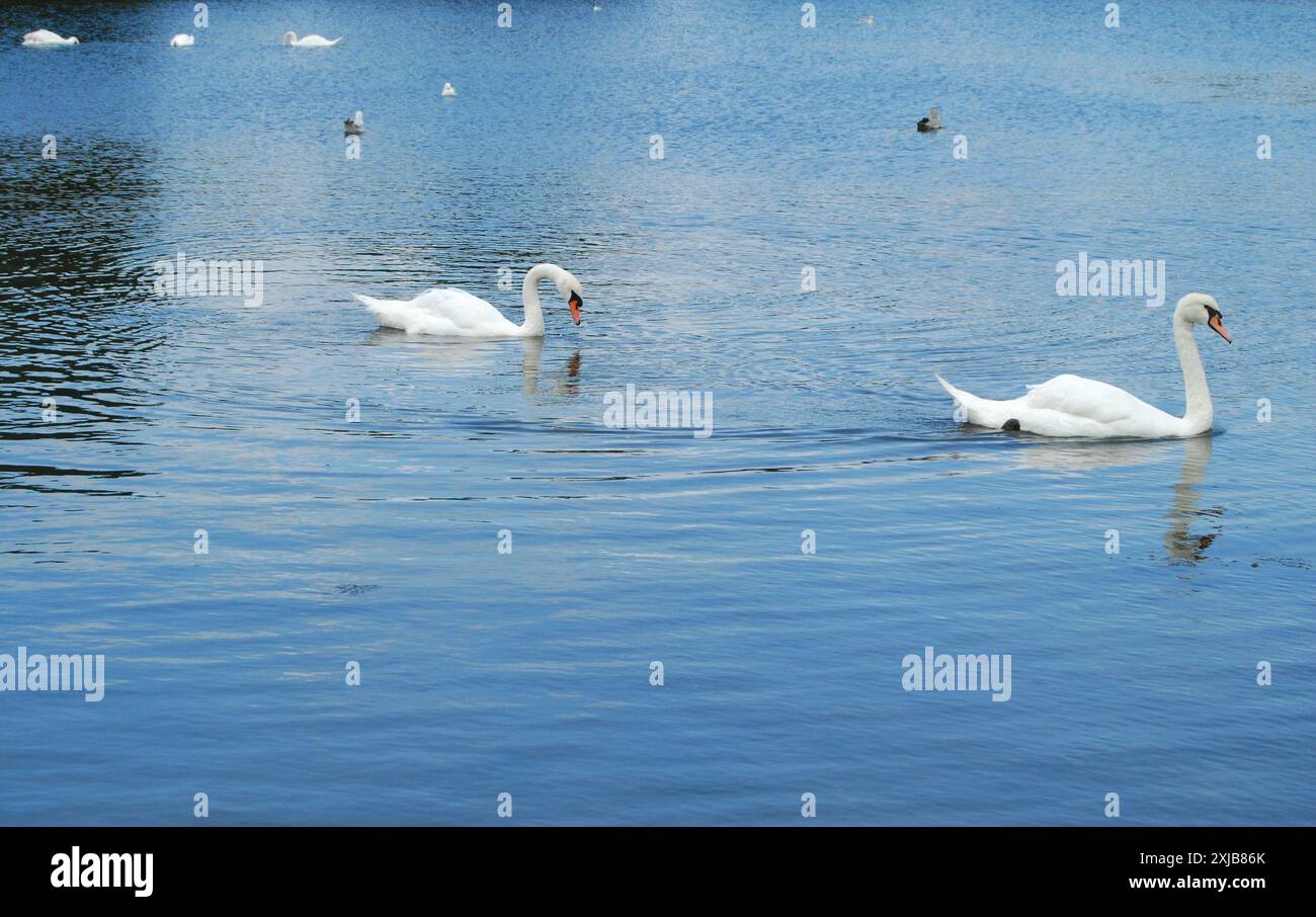 Deux cygnes sur un lac ou un étang, ciel reflété dans l'eau, paysage serein, parc et en mouvement. Banque D'Images