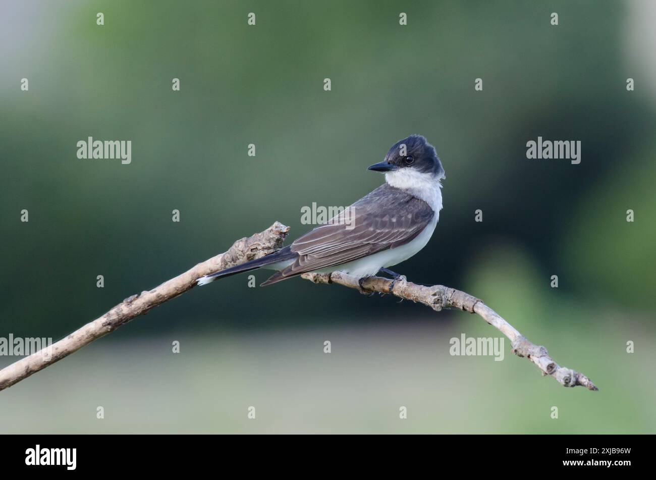 Oiseau de l'est, Tyrannus tyrannus Banque D'Images