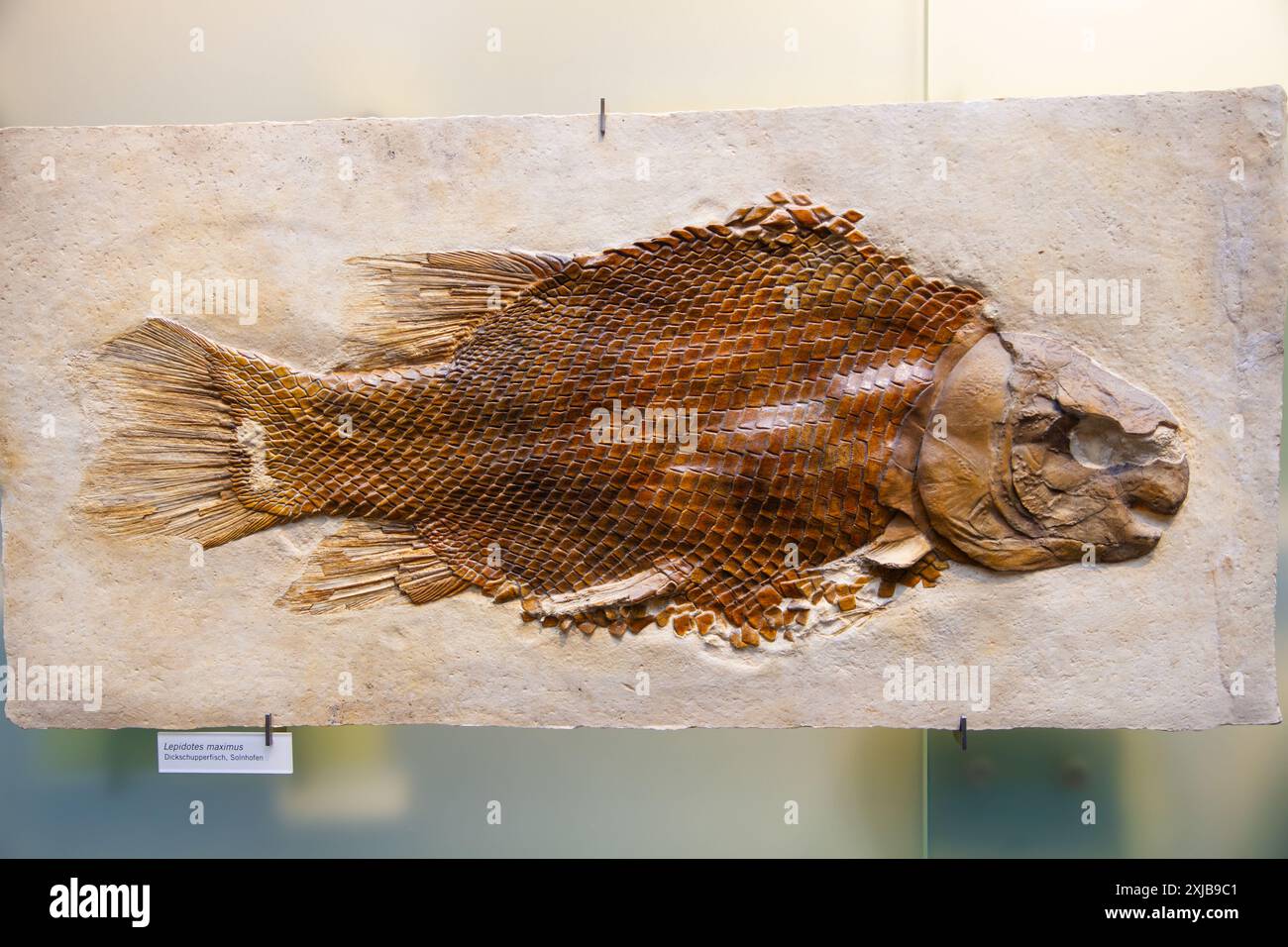 Fossile du genre éteint de poissons à nageoires rayonnées (Lepidotes maximus). Musée d'histoire naturelle, Berlin, Allemagne. Banque D'Images
