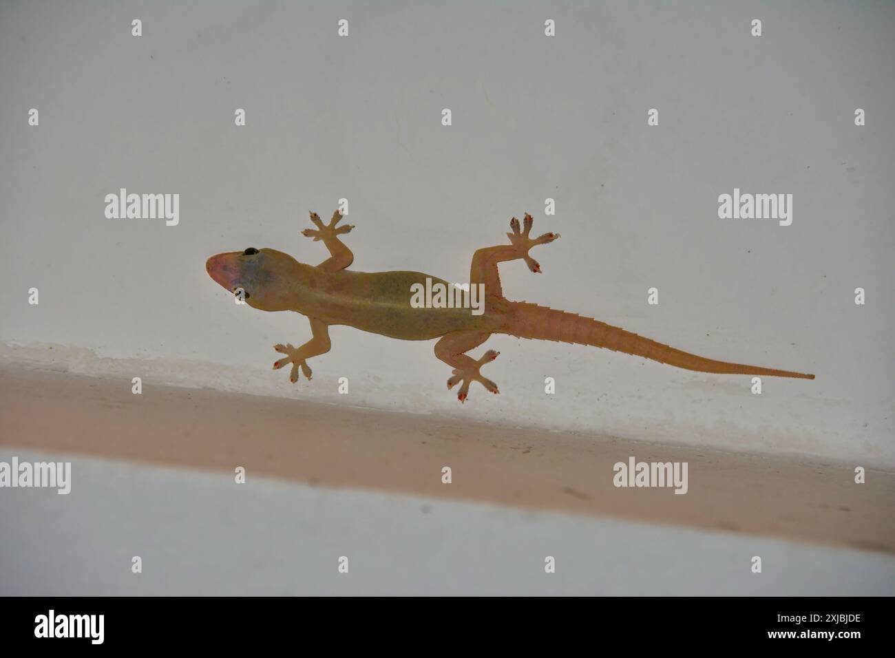 Hemidactylus frenatus, gecko de maison asiatique, gecko à demi-doigts commun, Embudu, Kaoh Rong Sanloem Khnong Banque D'Images