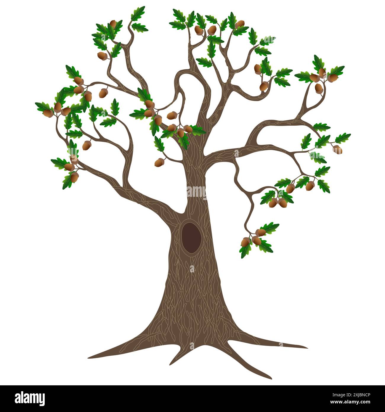 Chêne avec des feuilles et des glands isolés sur un fond blanc. Illustration de Vecteur