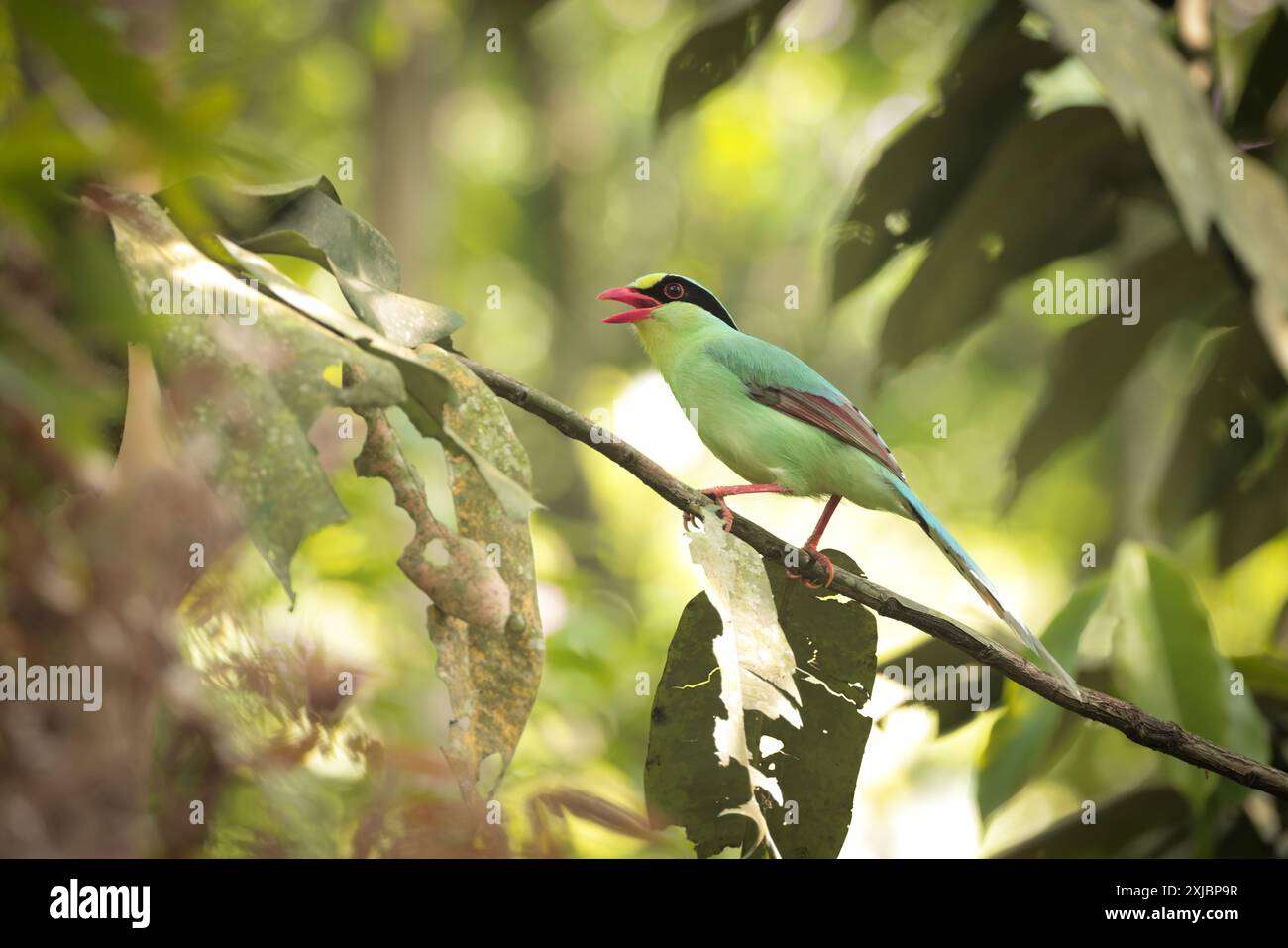 Le magpie vert commun est un membre de taille moyenne de la famille des corneaires originaire de la partie inférieure de l'Himalaya et de l'Asie du Sud-est. Banque D'Images