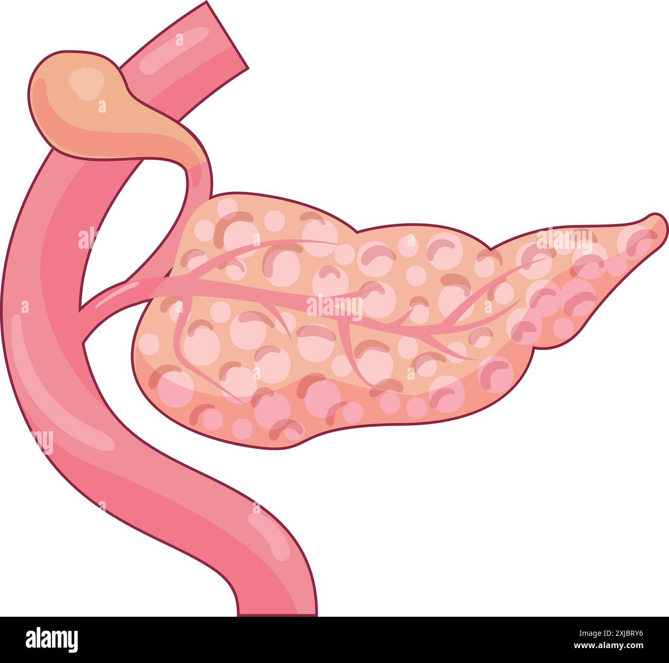 Illustration du pancréas humain montrant les systèmes exocrine et endocrine Illustration de Vecteur