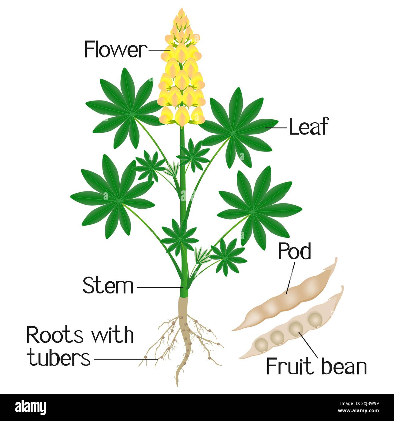 Parties d'une plante de lupin jaune avec des racines et des haricots. Illustration de Vecteur