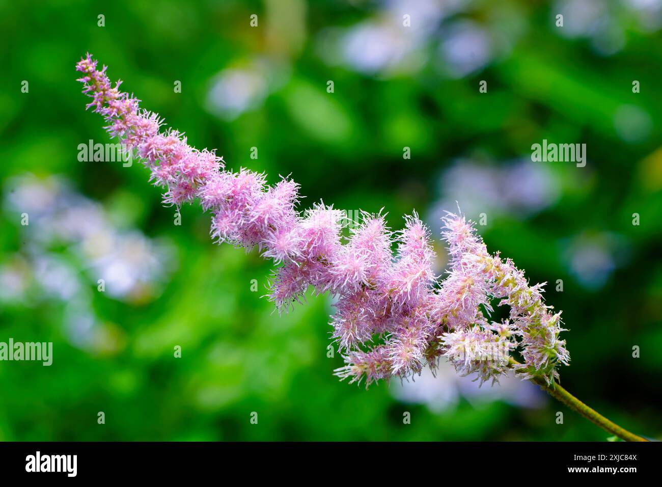 Astilbe chinensis Spirée chinoise avec des inflorescences roses, en forme de bougie, en forme de panicule comme plante ornementale dans un cimetière en Allemagne Banque D'Images