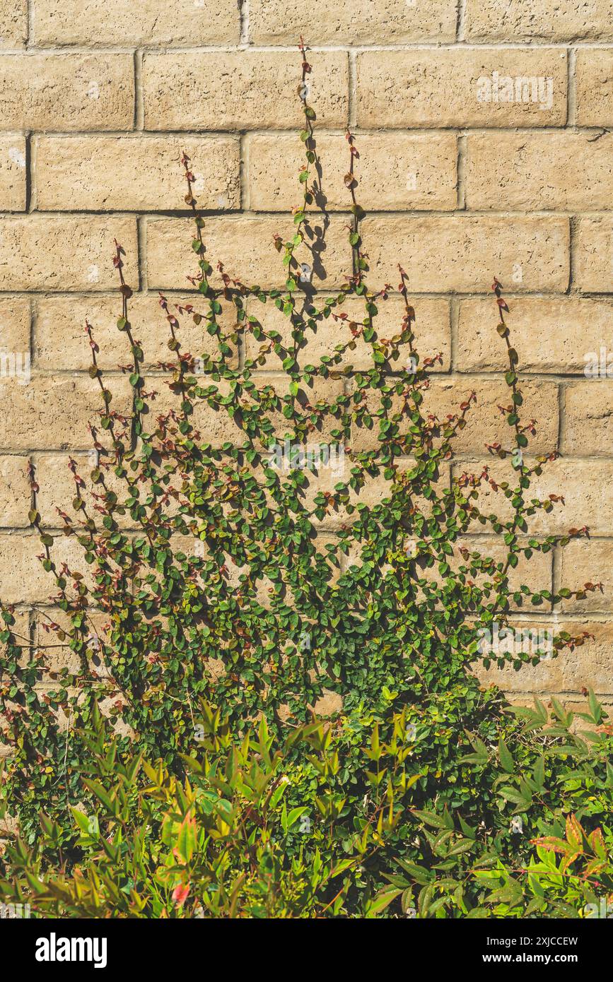 Figue grimpante sur un mur de briques. Mur de briques orné de gros plan de lierre vert Banque D'Images