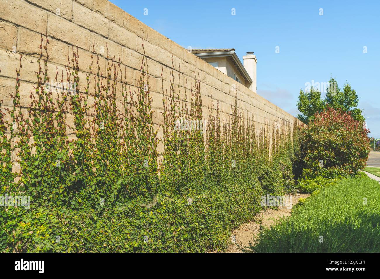 Figue grimpante sur un mur de briques. Mur de briques orné de gros plan de lierre vert Banque D'Images