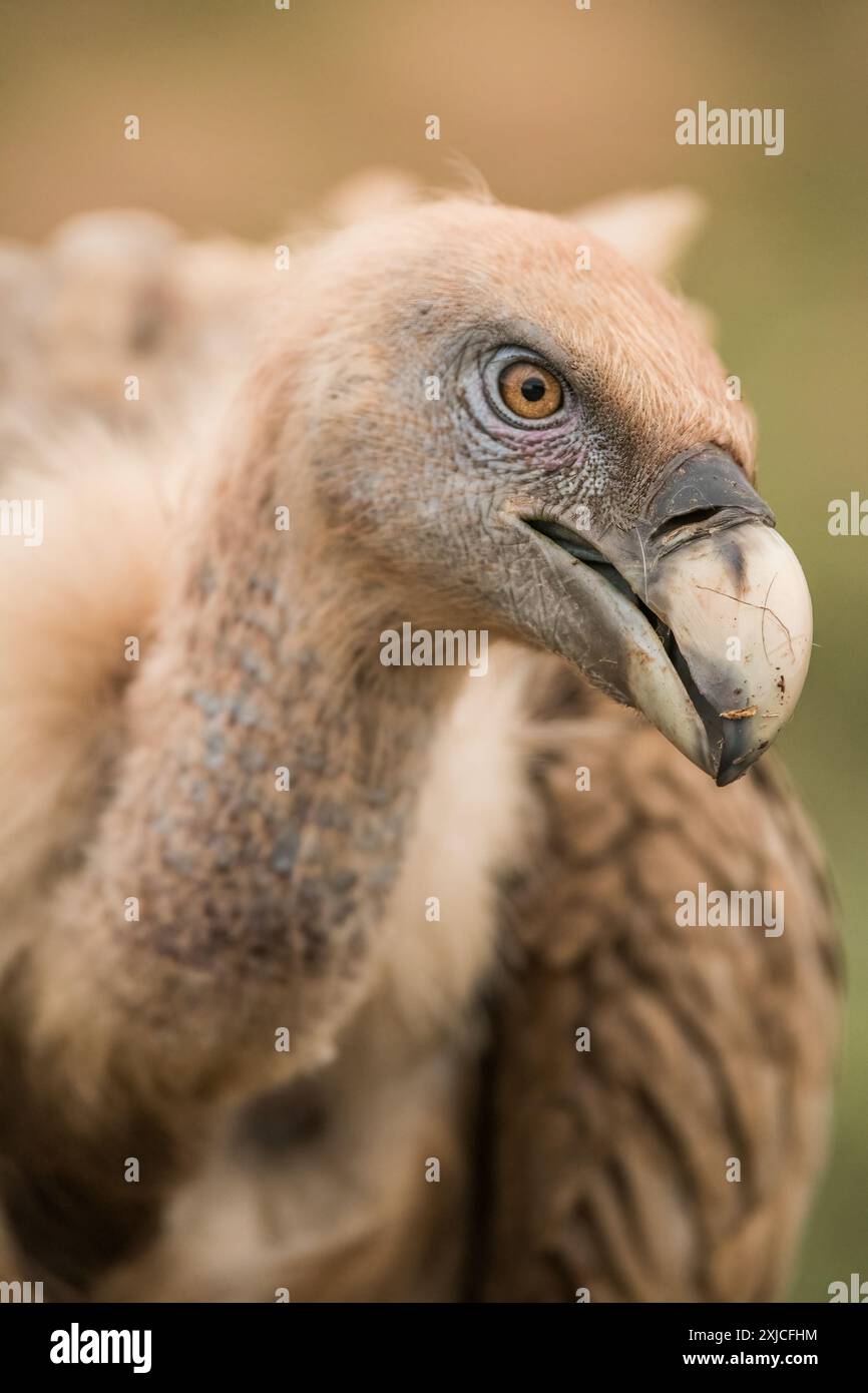 Griffon Vautour (Gyps fulvus) vue rapprochée d'un oiseau adulte. Espagne. Banque D'Images