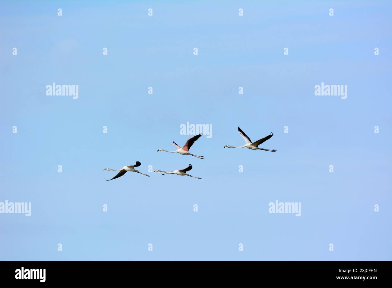 Grand flamant rose (Phoenicopterus ruber roseus). Groupe de quatre oiseaux en plein vol sous un ciel bleu. Parc national de Doñana, Séville, Andalousie, Espagne. Banque D'Images