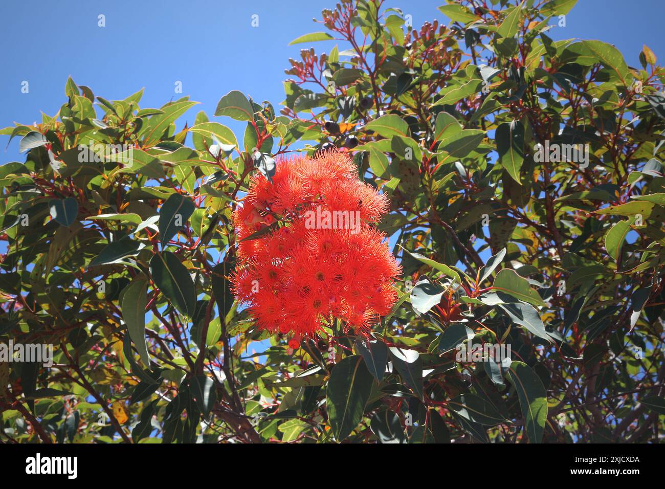 Gomme à fleurs rouge (Corymbia ficifolia anciennement connue sous le nom d'Eucalyptus ficifolia) endémique d'Australie occidentale Banque D'Images