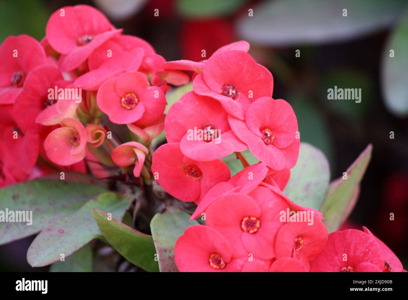 Couronne de plante d'épine (Euphorbia milii) en fleur avec fleurs rouge rosé : (pix Sanjiv Shukla) Banque D'Images