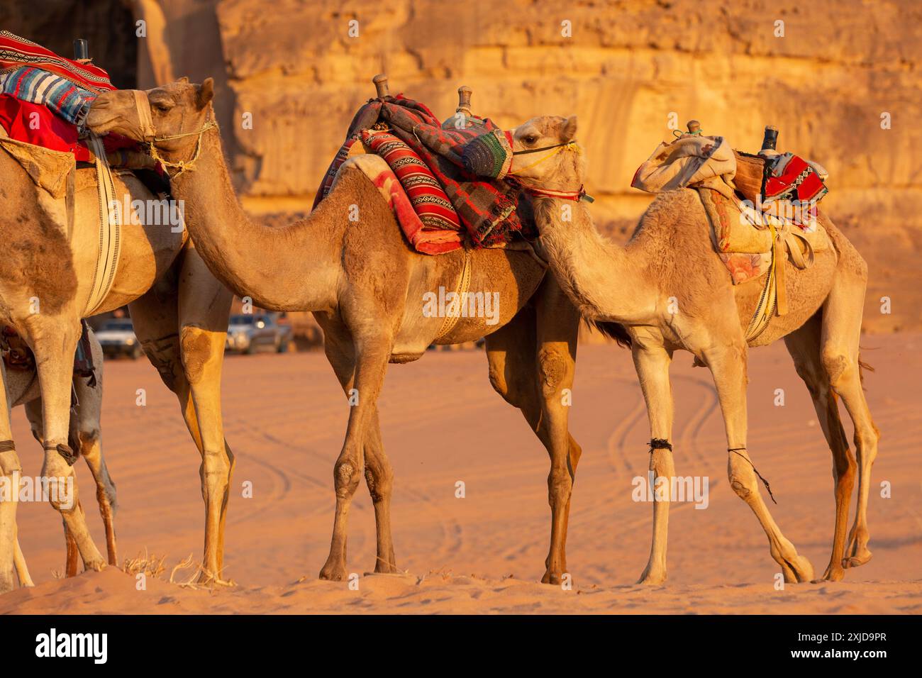 Jordanie, Wadi Rum, caravane de chameaux dans le désert, montagnes rocheuses au coucher du soleil Banque D'Images