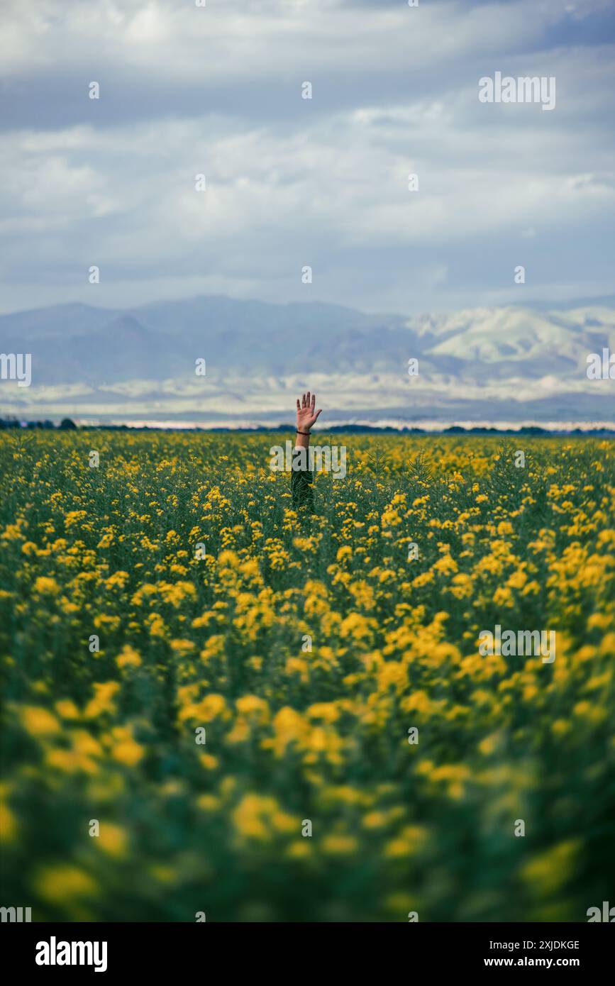 [En demande]  Une main émergea des plants de colza et créa une œuvre d'art. Banque D'Images