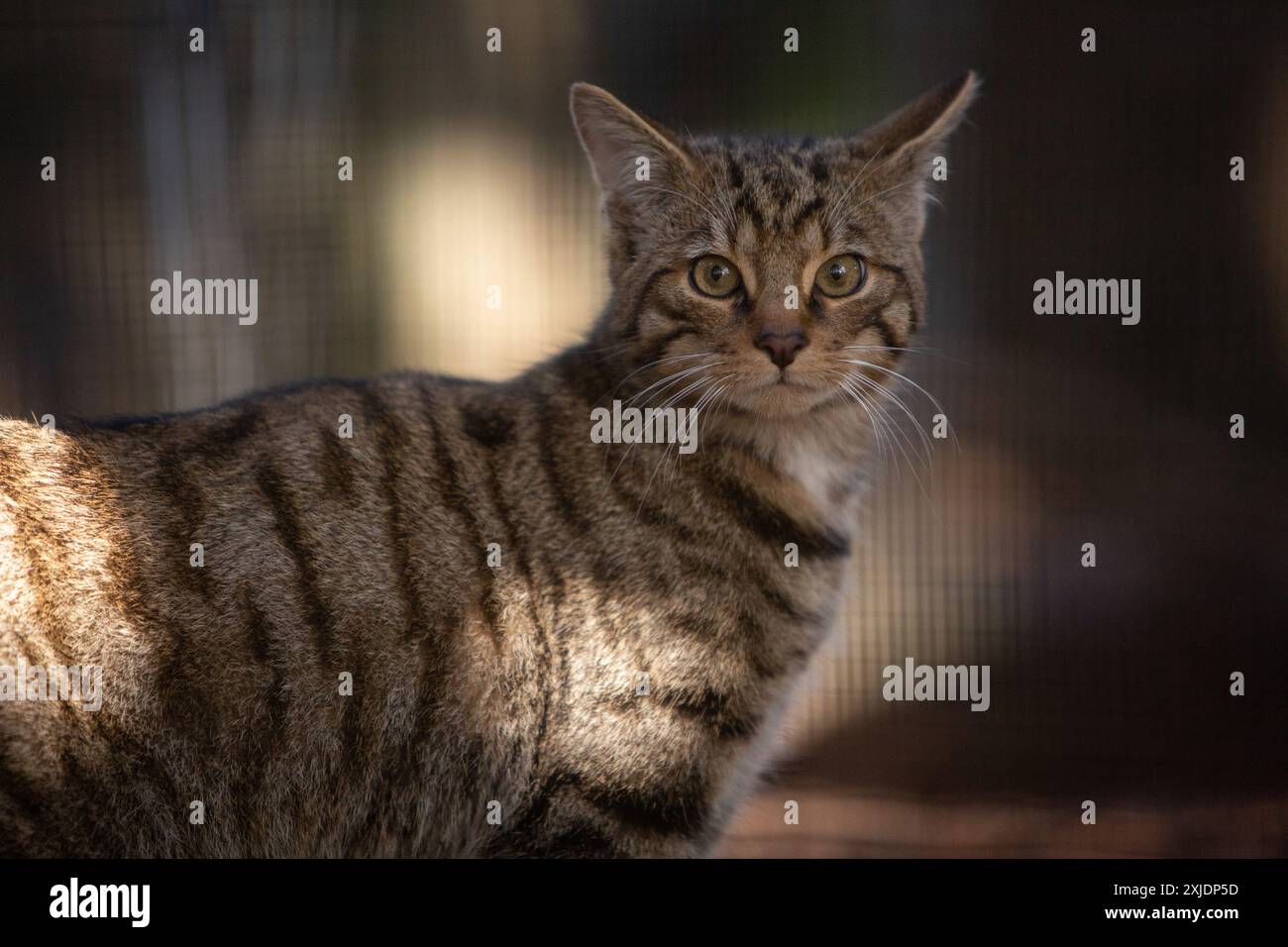 Wildcats au Highland Wildlife Park, à Kingussie, en Écosse, le 11 octobre 2023. Les chats sont exposés dans le parc, et également élevés en captivité dans le parc pour être relâchés dans le parc national de Cairngorms. Banque D'Images