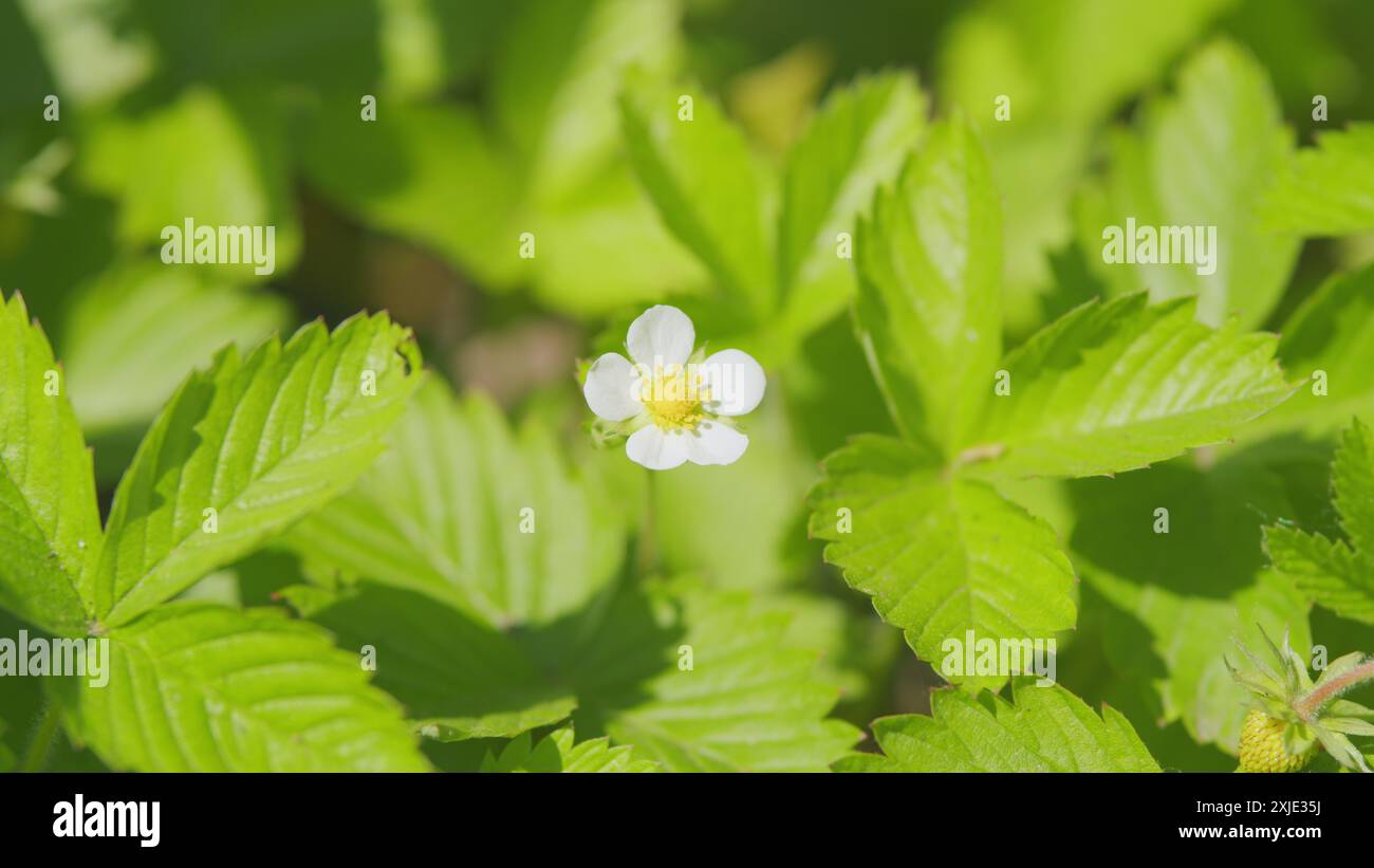 Gros plan. Buissons de fraises non mûres. Buisson de fraises avec des fleurs blanches dans le jardin. Banque D'Images