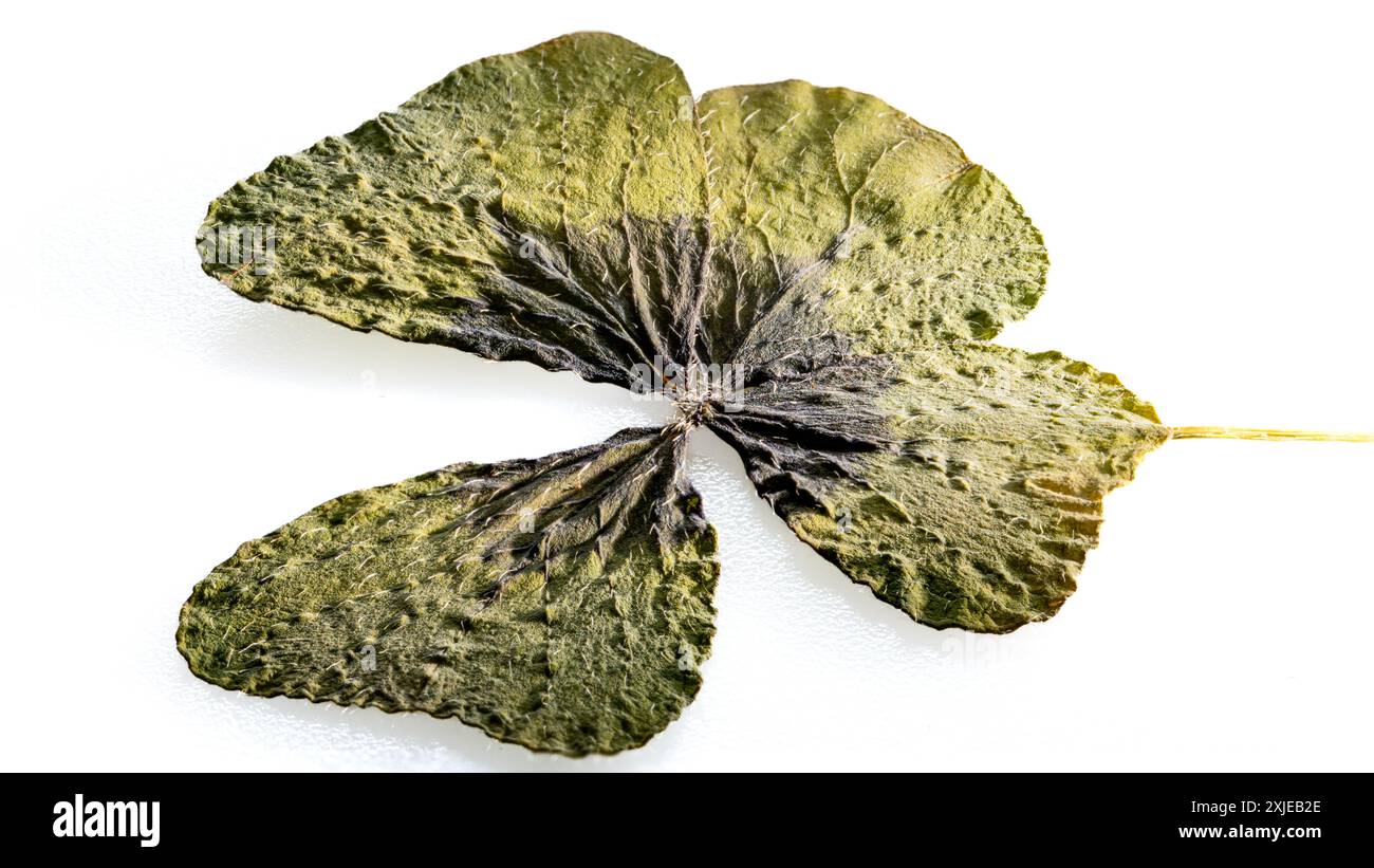 Trèfle à quatre feuilles - un symbole de chance. Feuilles de trèfle séchées. Patrick's Day. Talismans et amulettes. Bonne fortune. Banque D'Images