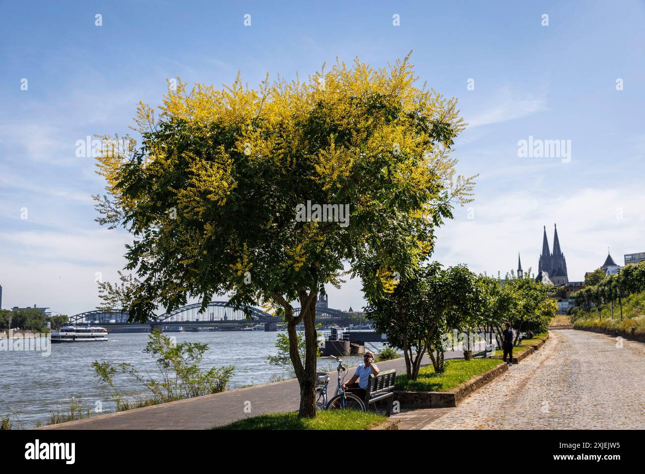 Ornièvre (Koelreuteria paniculata) sur la promenade du Rhin sur Konrad-Adenauer-Ufer, vue sur la cathédrale, Cologne, Allemagne. Blasenesche (Koelre Banque D'Images