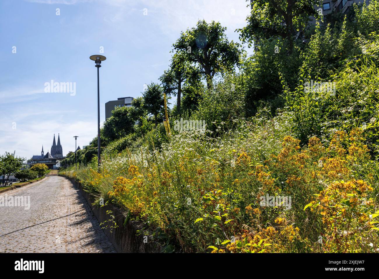 Fleurs poussant sur le remblai de la promenade du Rhin sur Konrad-Adenauer-Ufer, vue sur la cathédrale, Cologne, Allemagne. Blumen wachsen an der Boesc Banque D'Images