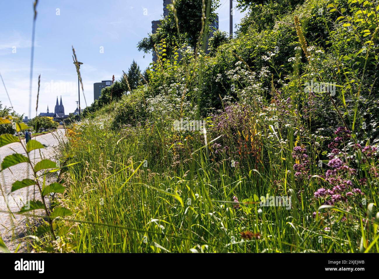 Fleurs poussant sur le remblai de la promenade du Rhin sur Konrad-Adenauer-Ufer, vue sur la cathédrale, Cologne, Allemagne. Blumen wachsen an der Boesc Banque D'Images