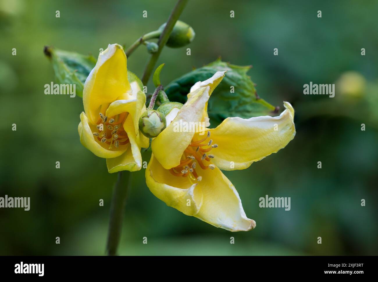 Fleurs jaune pâle de la forme coréenne de la floraison estivale à automnale vivaces robustes, Kirengeshoma palmata Banque D'Images