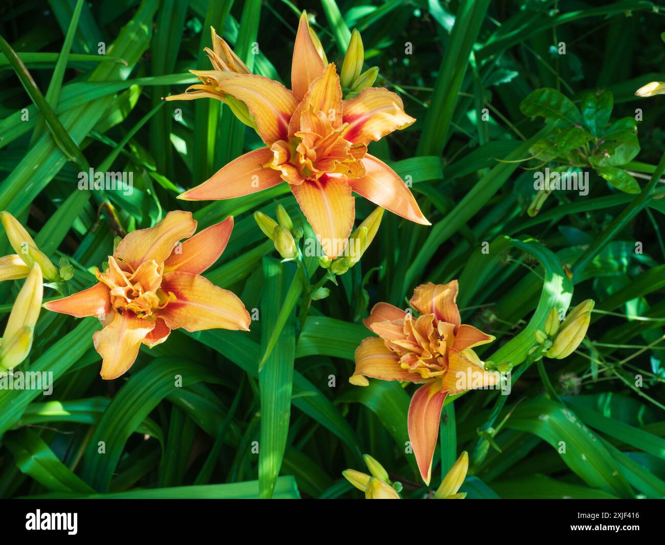Fleurs d'été de la vivacité rustique, Hemerocallis fulva 'Kwanso flore pleno' Banque D'Images