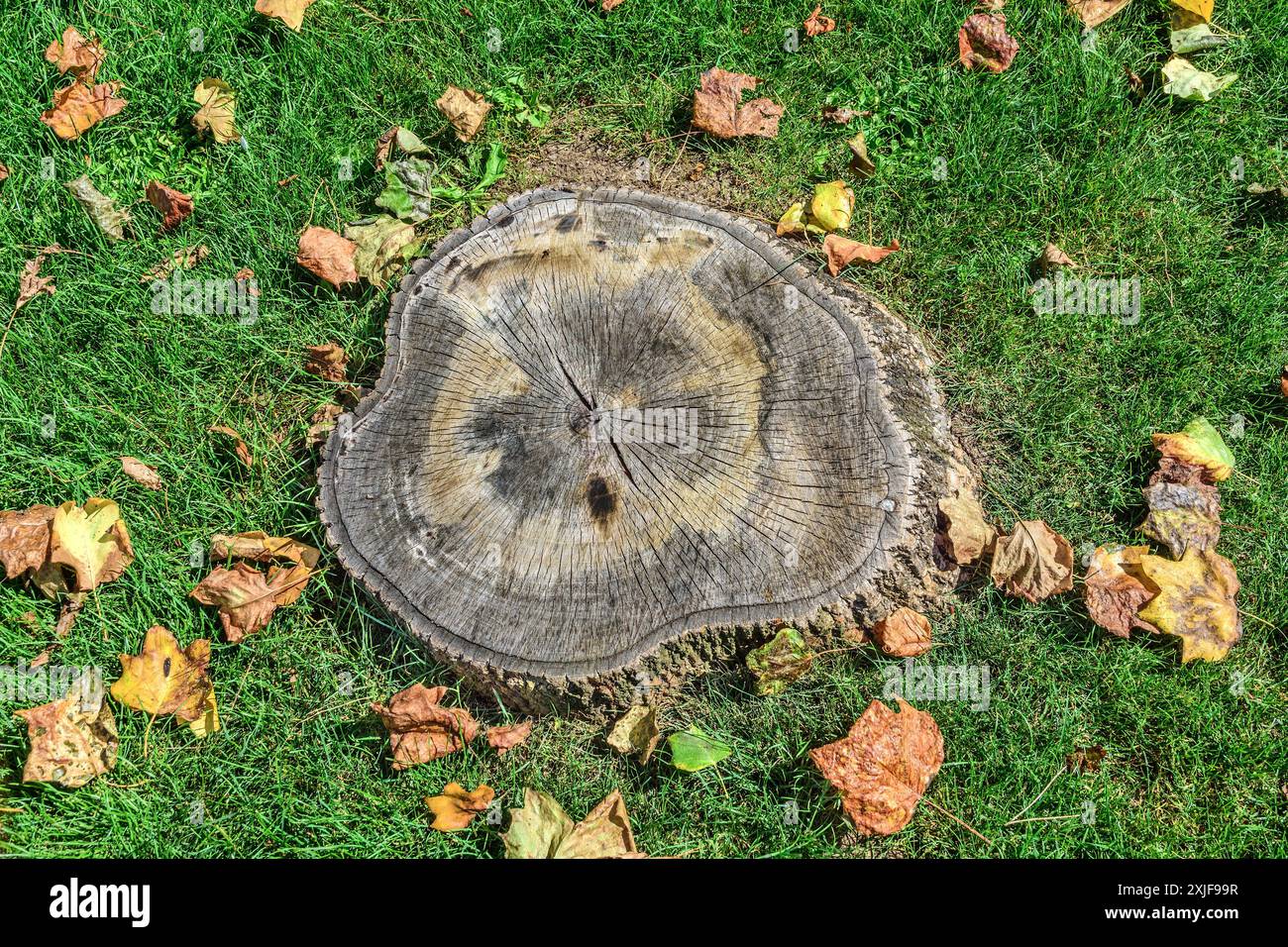 Restes de souche d'arbre - Châtellerault, Vienne (86), France. Banque D'Images