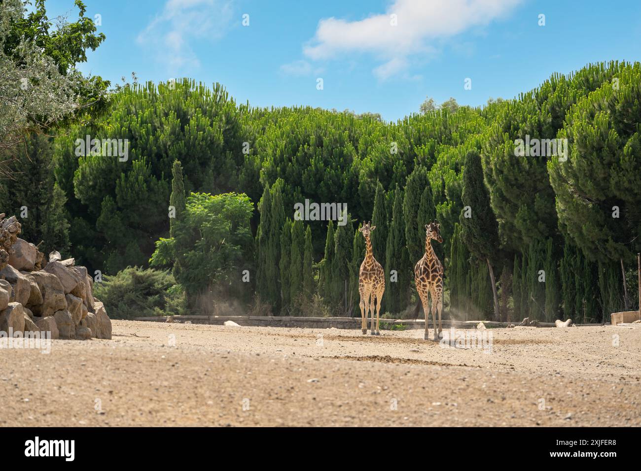 Famille girafe dans le parc animalier d'Izmir par une journée ensoleillée Banque D'Images