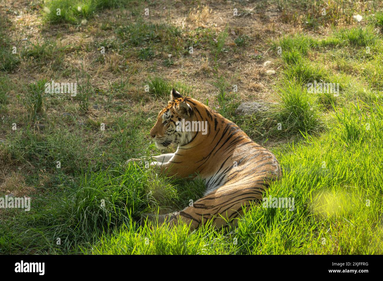 Tigre dans l'habitat naturel. Scène de la faune avec animal dangereux Banque D'Images