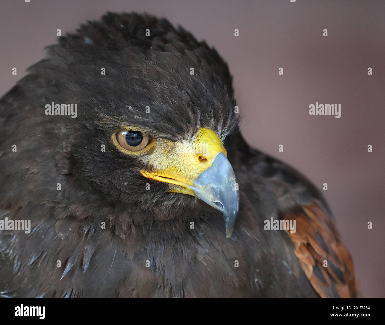 L'aigle fauve est un grand oiseau de proie. Comme tous les aigles, il appartient à la famille des Accipitridae Banque D'Images