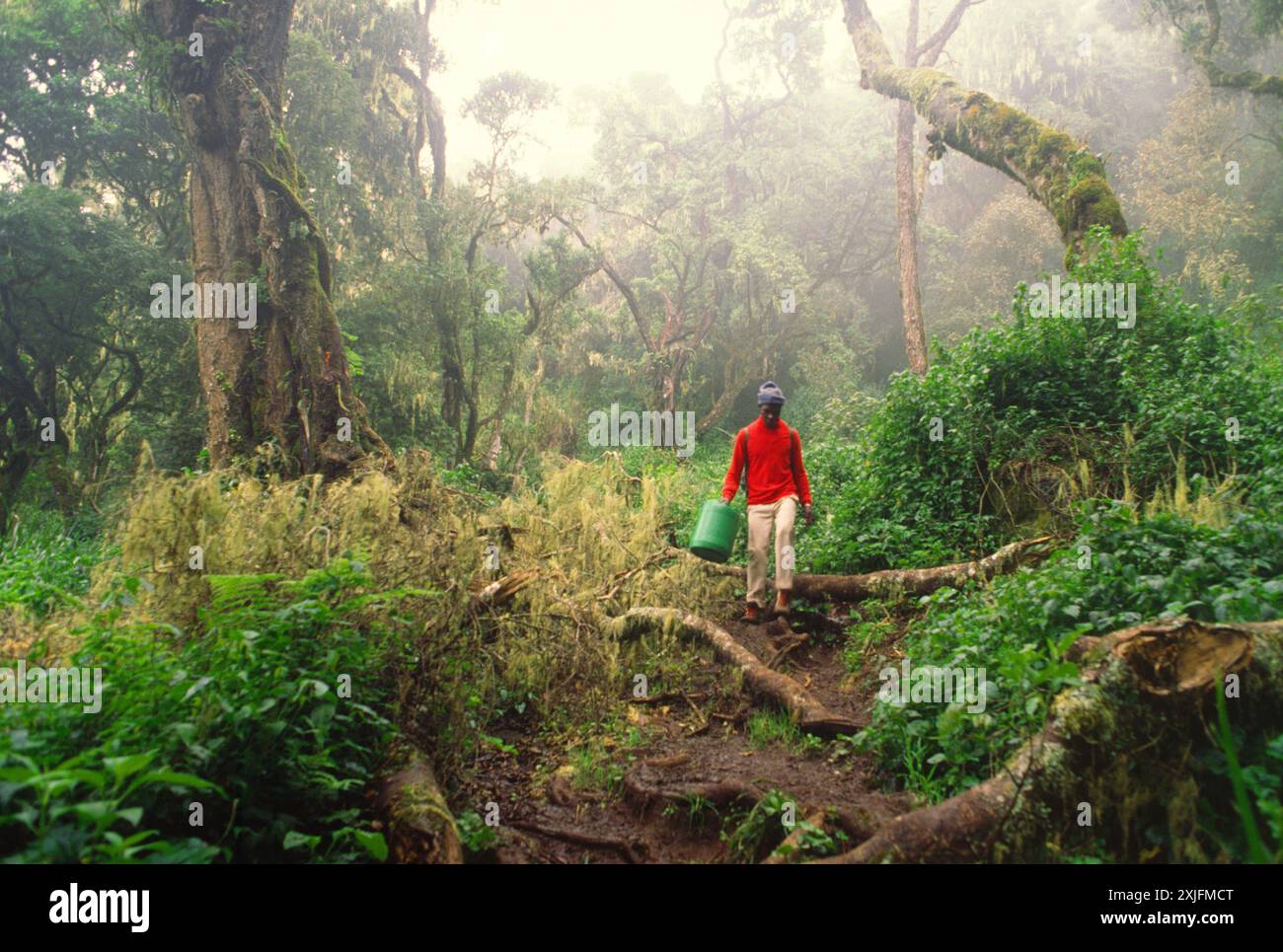 TANZANIE. KILIMANDJARO. GUIDE LOCAL DANS LA FORÊT TROPICALE POUSSANT ENTRE 1 500 ET 2000 M D'ALTITUDE. Banque D'Images