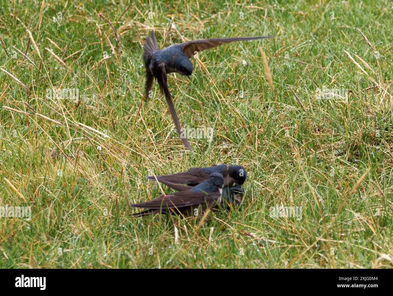 Hirondelle à ventre brun, Hirondelle à ventre brun, Notiochelidon murina, fecske, parc national de Cotopaxi, Équateur, Amérique du Sud Banque D'Images