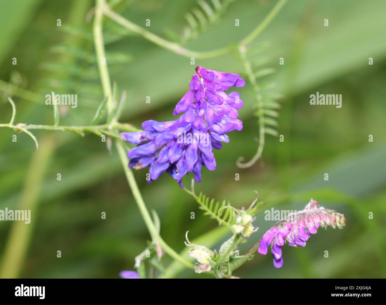 Un gros plan des fleurs violettes de Vetch touffeté, Vicia cracca Banque D'Images