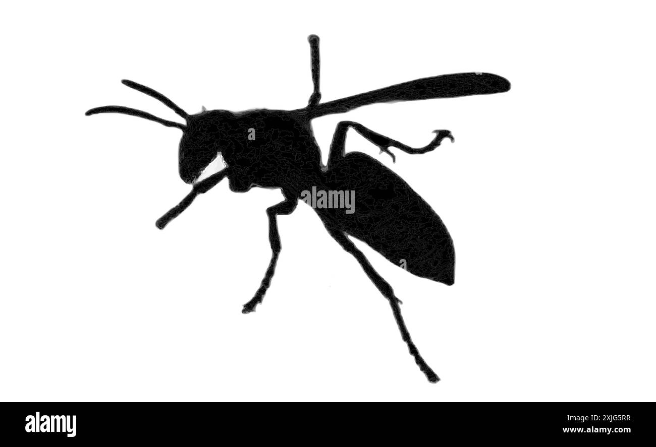 Une image PNG isolée frappante d'une silhouette de guêpe sur un fond blanc, mettant en valeur sa forme et ses caractéristiques distinctes. Idéal pour les insectes sur le thème des Banque D'Images