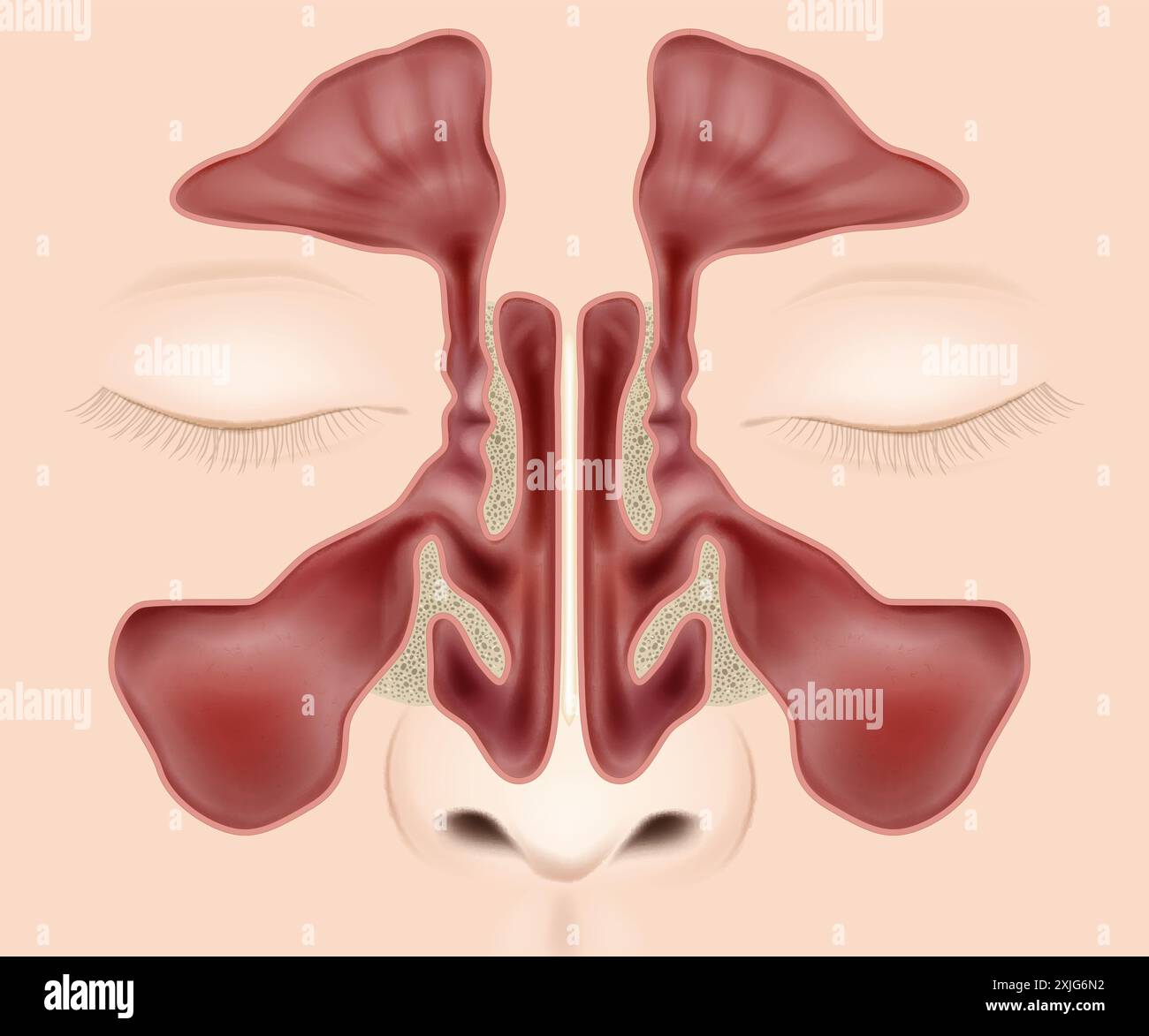Illustration vectorielle médicale de l'anatomie des sinus nasaux. Anatomie des sinus paranasaux. Illustration de Vecteur