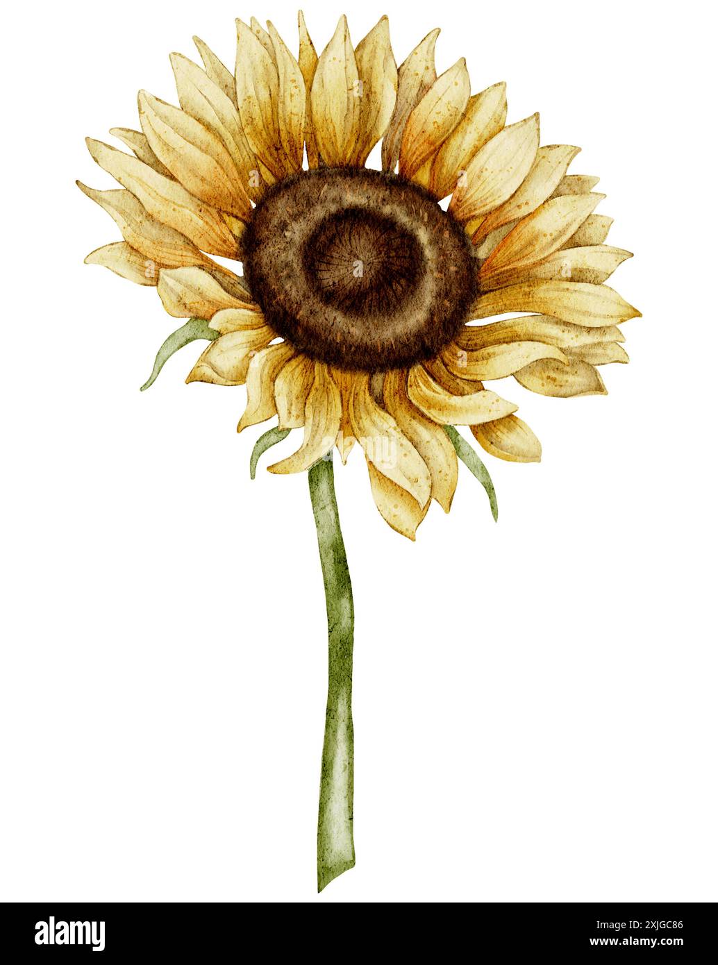 Illustration de tournesol aquarelle avec pétales détaillés et tige verte sur fond isolé. Fleur d'automne saisonnière dans les couleurs jaune et orange pour les invitations de festival de récolte ou les cartes de voeux d'automne Banque D'Images