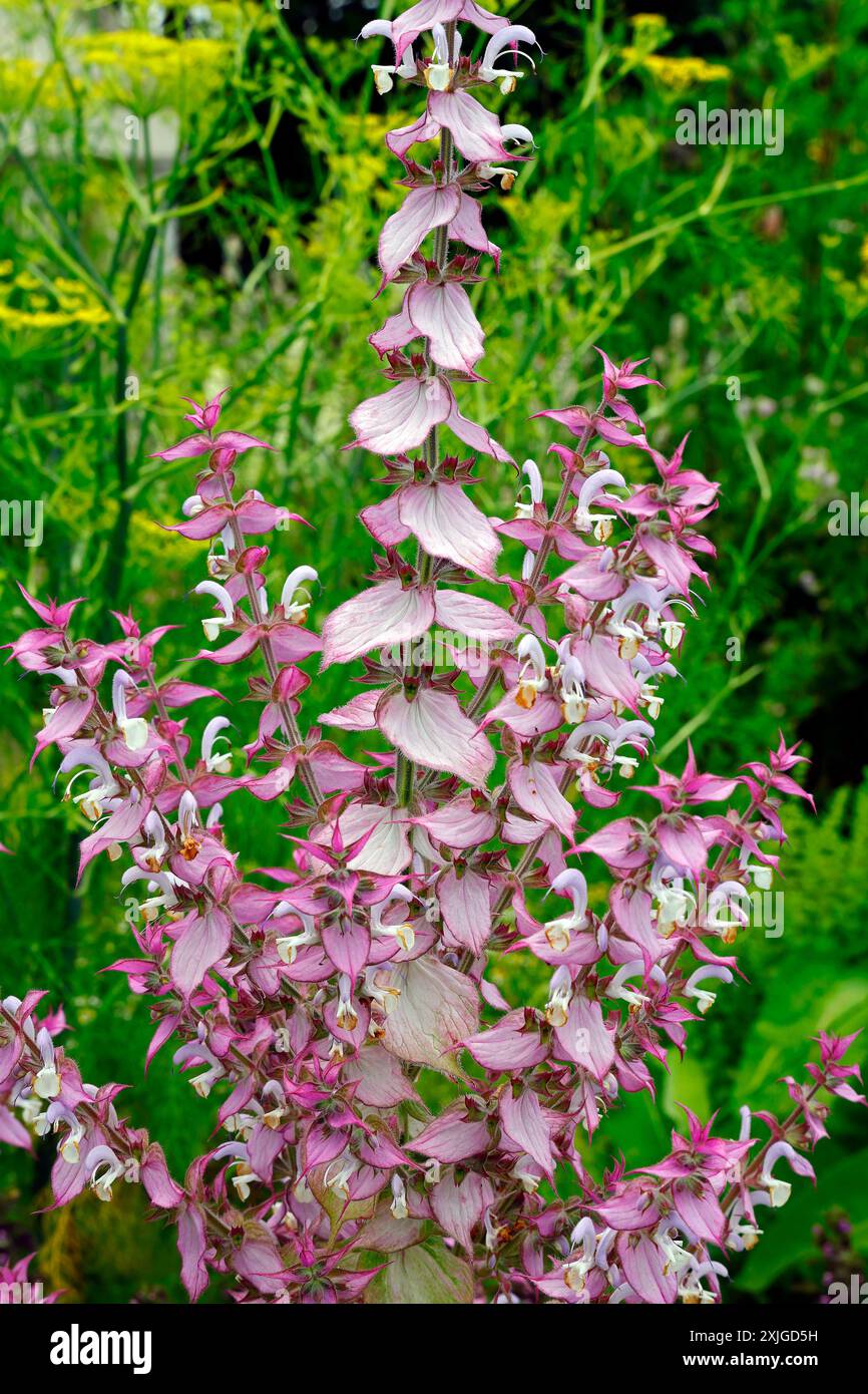 Salvia sclarea - sauge argileuse en fleur. Prise en juillet 2024 Banque D'Images