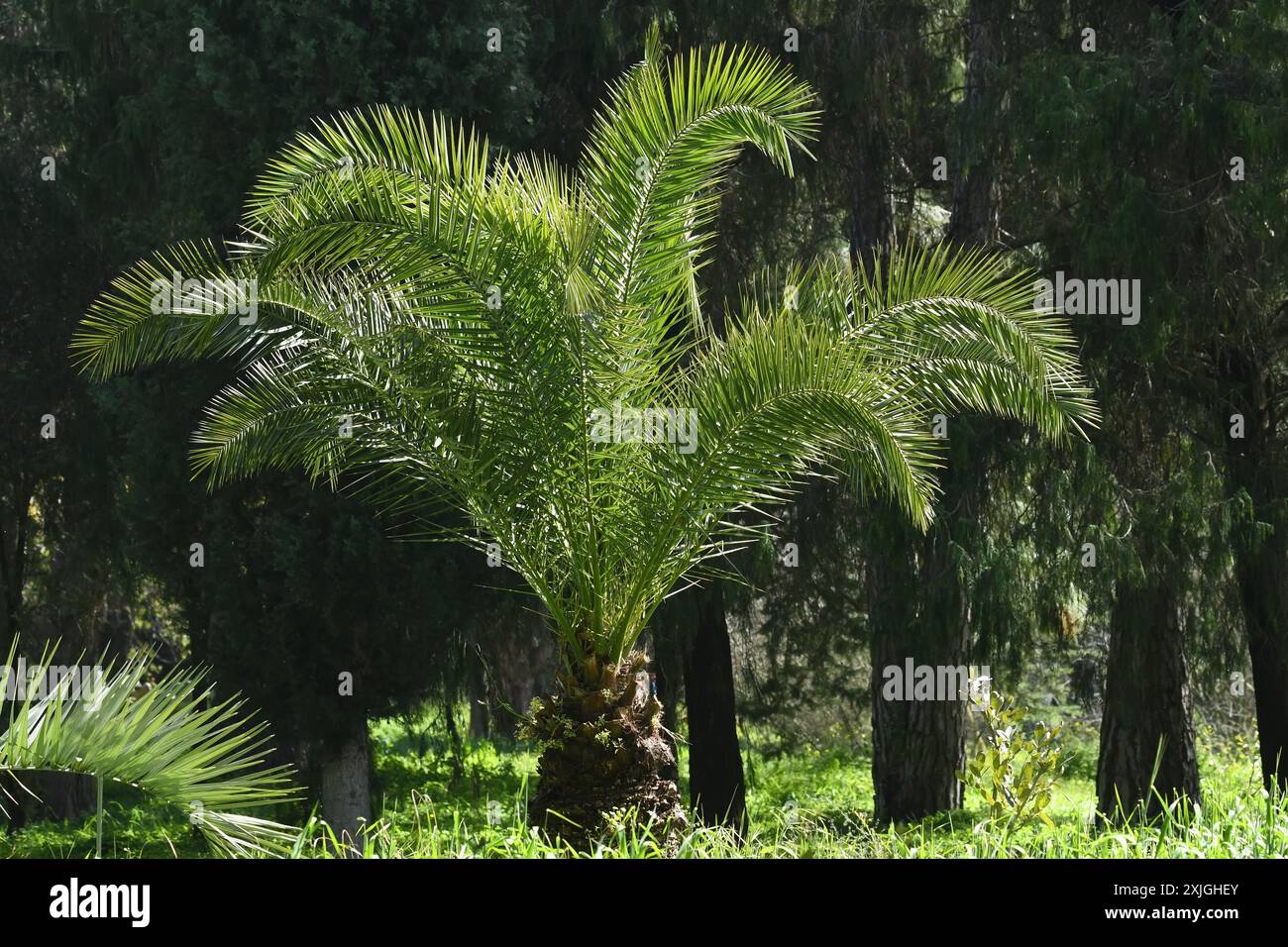 Butia capitata, palmier à gelée Banque D'Images