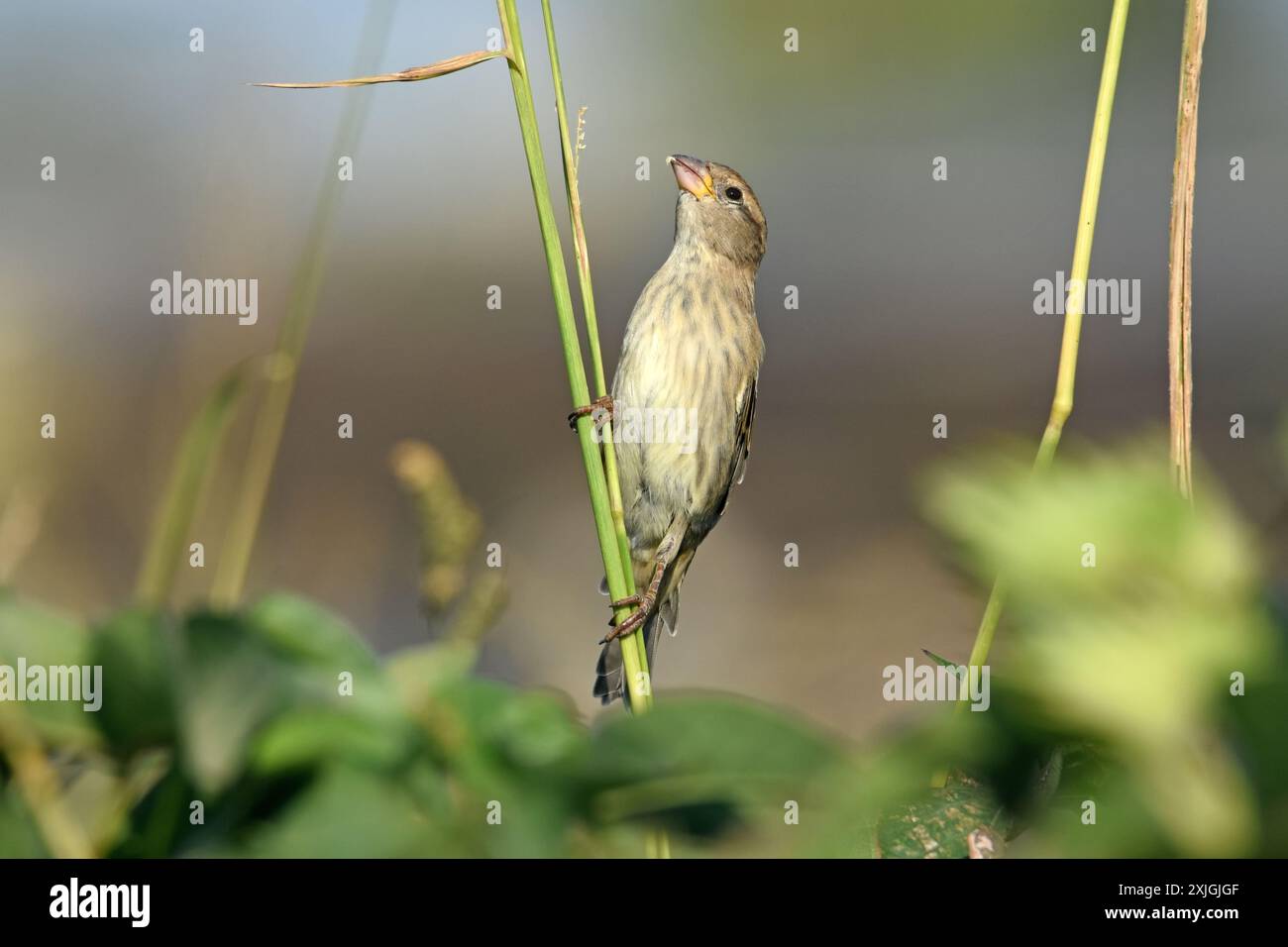 Moineau espagnol, femelle Banque D'Images