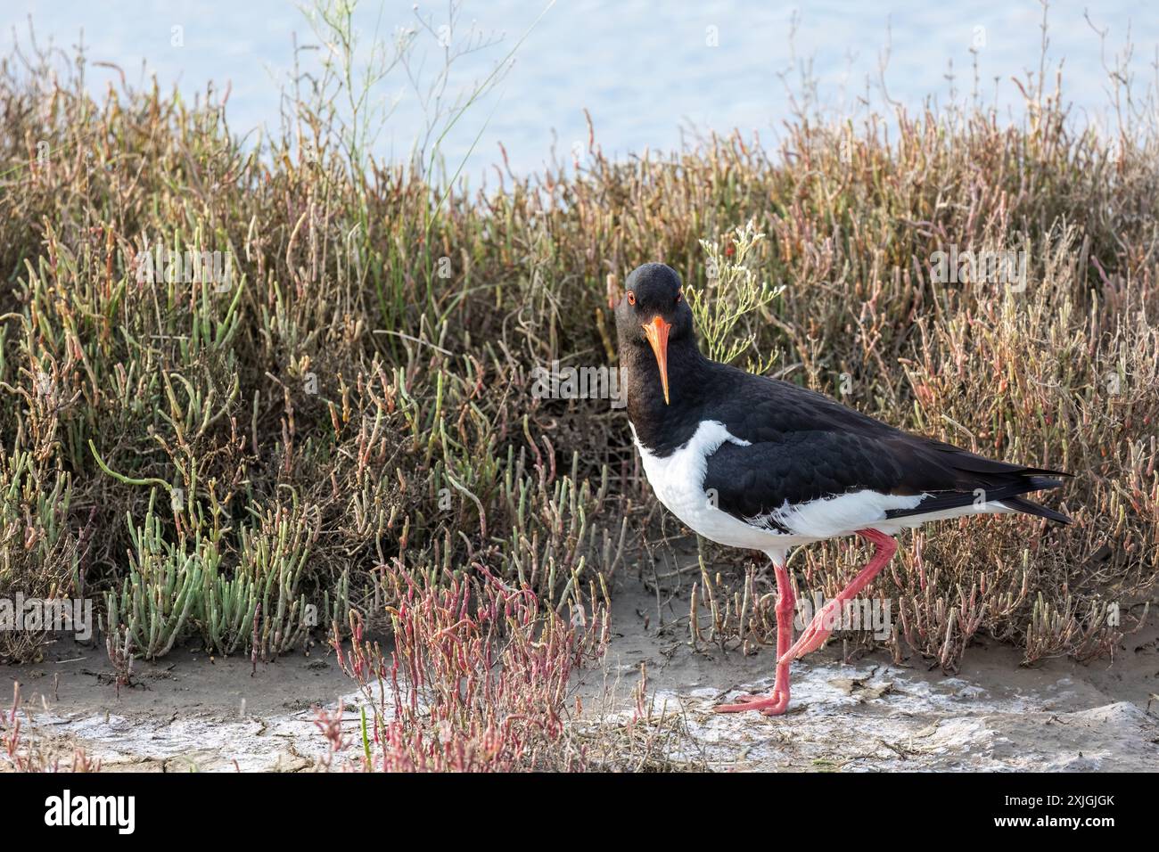 Oiseau eurasien Oystercatcher ou Haematopus ostralegus en période de reproduction, parc national du Delta d'Evros Banque D'Images