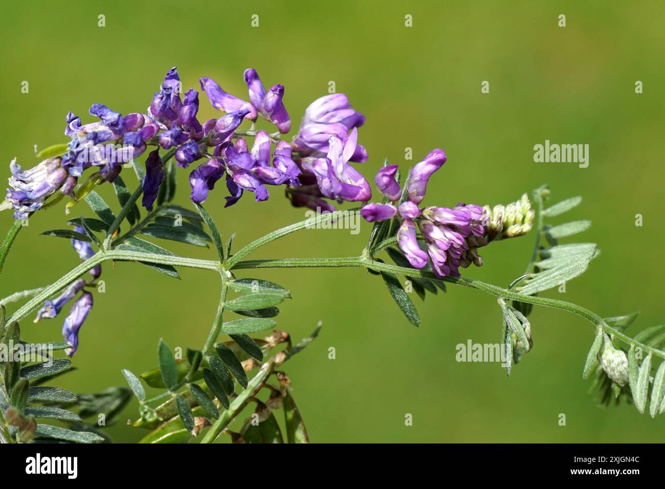 Gros plan fleurs de vesces touffues, vestes d'oiseau (Vicia cracca) famille Fabaceae. Été, juillet, pays-Bas Banque D'Images