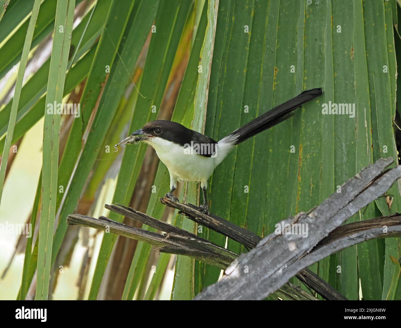 Fiscal à longue queue (Lanius cabanisi) un membre de la famille des shrike avec des proies de sauterelles dans le parc national de Nyerere, Tanzanie, Afrique Banque D'Images
