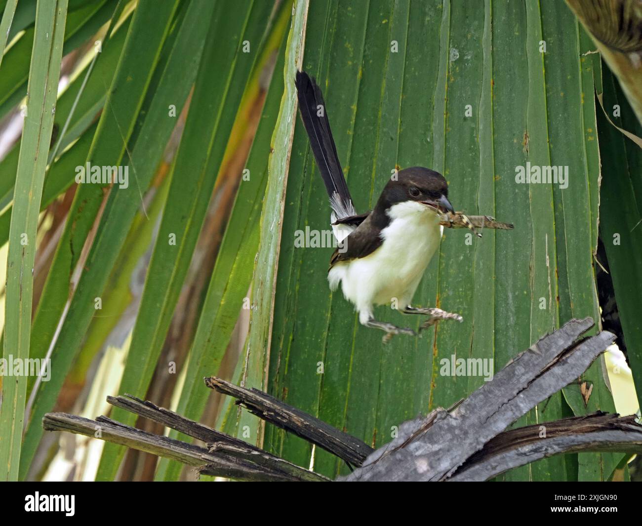 Fiscal à longue queue (Lanius cabanisi) un membre de la famille des shrike qui saute avec des proies de sauterelles dans le parc national de Nyerere, en Tanzanie, en Afrique Banque D'Images
