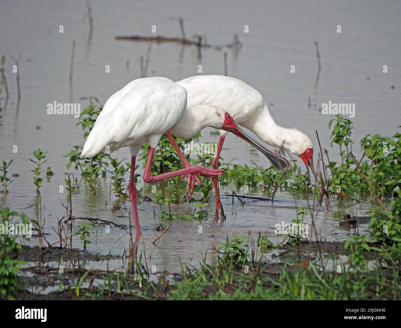 Cuillères africaines (Platalea alba) échassier blanc à longues pattes avec visage rouge et pattes pêchant dans le lac Manze, parc national de Nyerere, Tanzanie, Afrique Banque D'Images