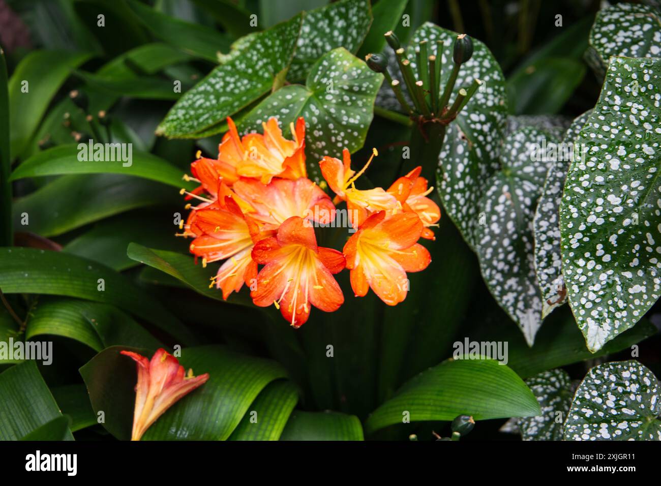 Un gros plan de fleurs tropicales dans un jardin botanique Banque D'Images