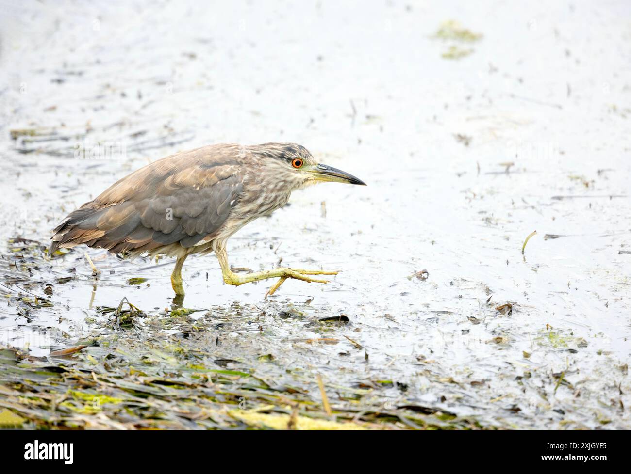 Black couronné Night Heron juvénile jambe levée Banque D'Images