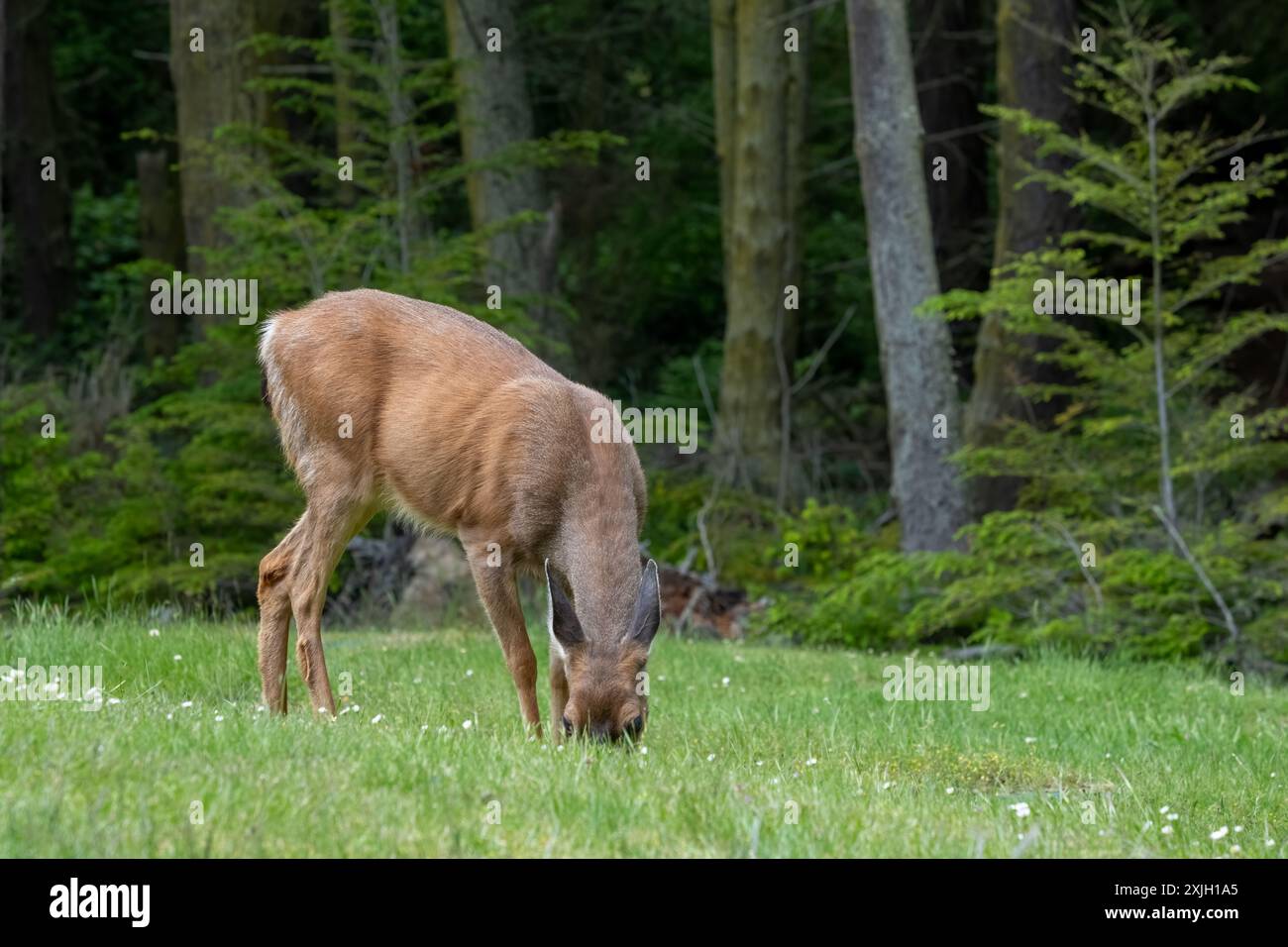 Parc d'État de Fort Ebey, Washington, États-Unis. Le cerf de queue noire mange de l'herbe dans un pré près de la forêt Banque D'Images