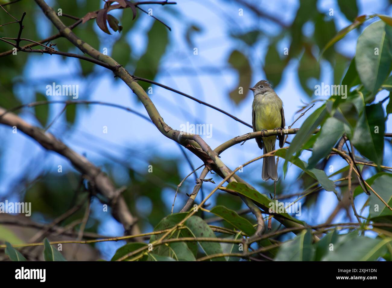 L'Elaenia à ventre jaune, avec ses parties supérieures vert olive et son ventre jaune, est couramment trouvé dans les forêts et les forêts ouvertes à travers le Centre et le Sud Banque D'Images