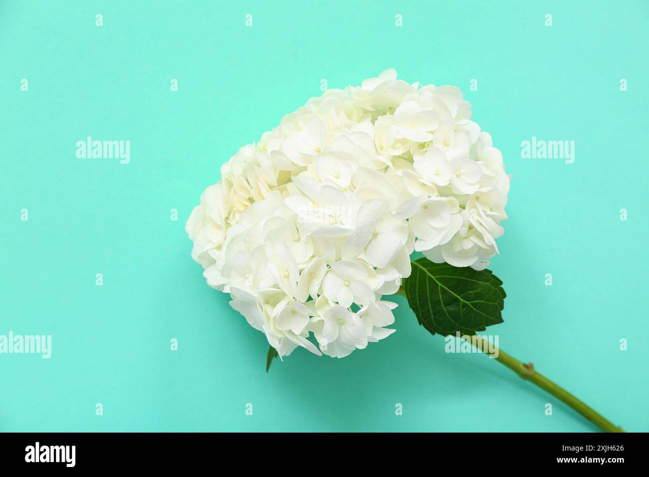 Hortensia blanche sur fond turquoise, gros plan Banque D'Images