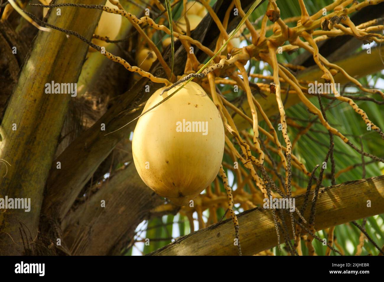 Fruits et cocotiers jaunes qui sont encore sur l'arbre Banque D'Images