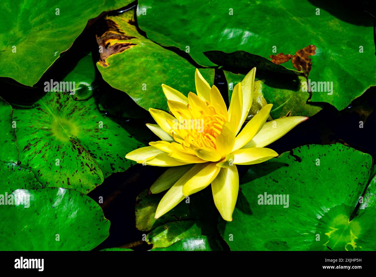Vue en angle élevé du beau lotus jaune fleuri avec des feuilles vertes flottant dans l'étang. Banque D'Images
